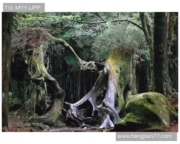 福尔摩沙与世界的对话探索文化交融与未来发展之路